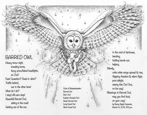 barred-owl-image-version-d-2-copy